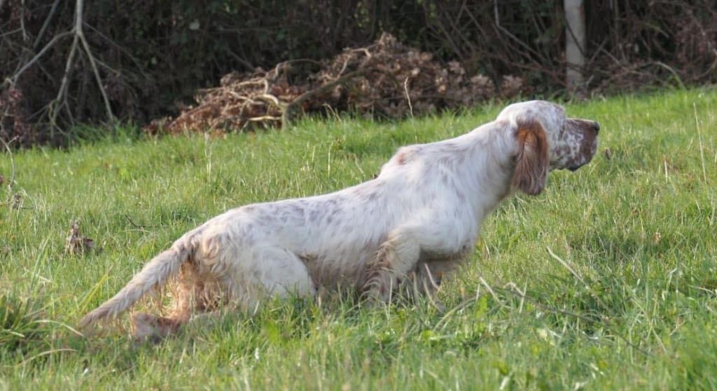 Oliver De L'Orée Du Gavre