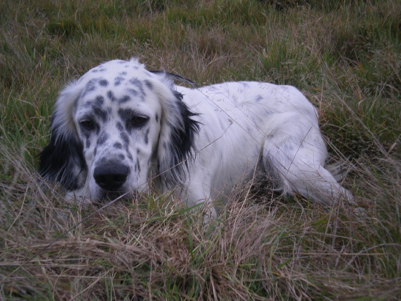 chiens de la coulée Bouvronnaise