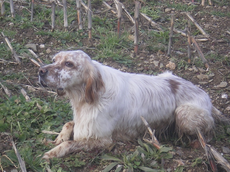A la chasse